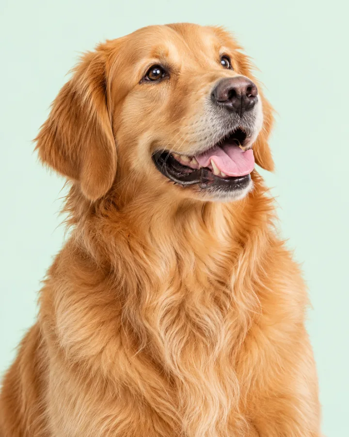 Demonstração ilustrativa de seu pet care